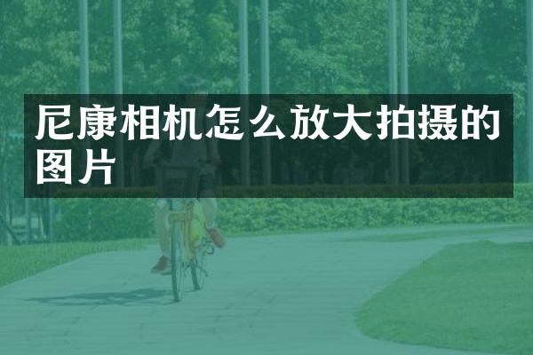 尼康相机怎么放大拍摄的图片