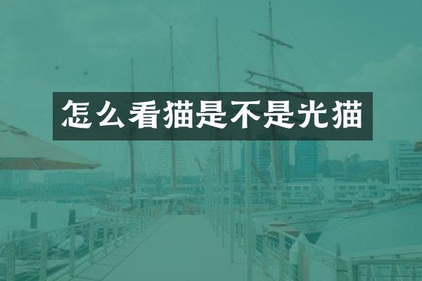 怎么看猫是不是光猫