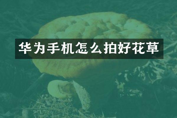 华为手机怎么拍好花草