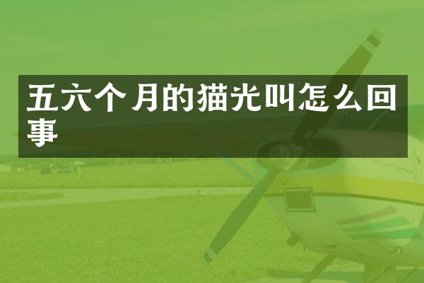 五六个月的猫光叫怎么回事