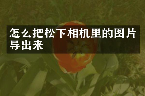 怎么把松下相机里的图片导出来