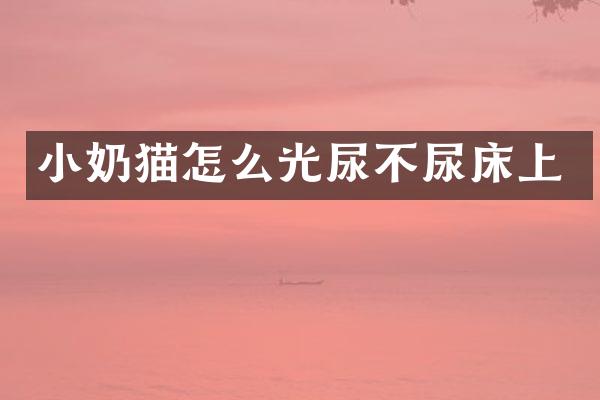 小奶猫怎么光尿不尿床上