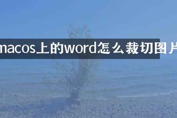 macos上的word怎么裁切图片