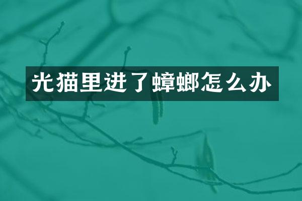 光猫里进了蟑螂怎么办
