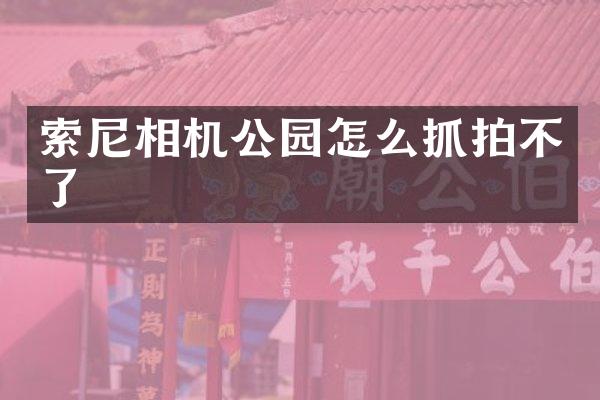 相机公园怎么抓拍不了