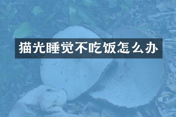 猫光睡觉不吃饭怎么办