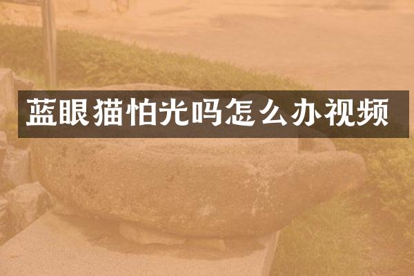 蓝眼猫怕光吗怎么办视频