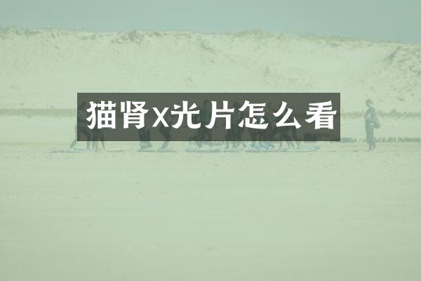 猫肾x光片怎么看