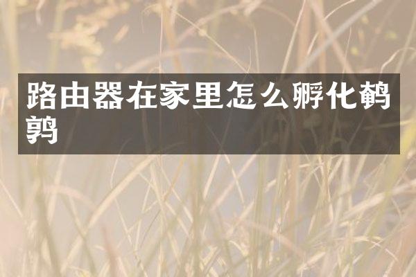 路由器在家里怎么孵化鹌鹑