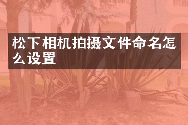 相机拍摄文件命名怎么设置