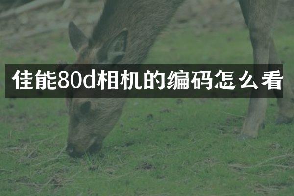 佳能80d相机的编码怎么看