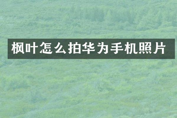枫叶怎么拍华为手机照片