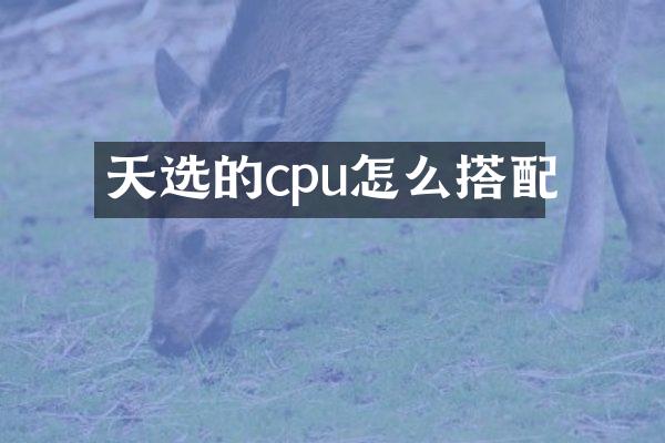 天选的cpu怎么搭配