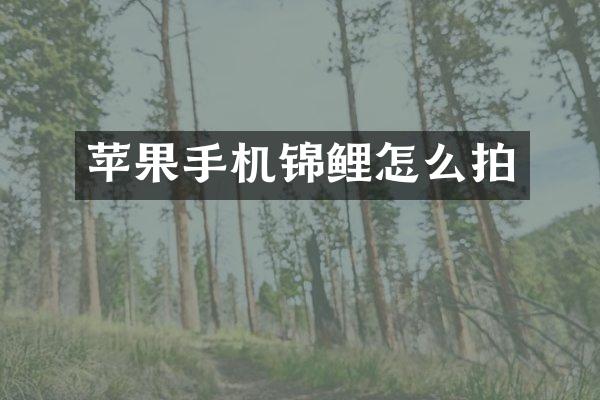 苹果手机锦鲤怎么拍