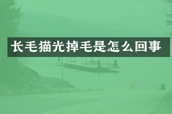 长毛猫光掉毛是怎么回事
