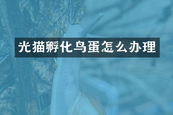 光猫孵化鸟蛋怎么办理