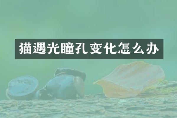猫遇光瞳孔变化怎么办