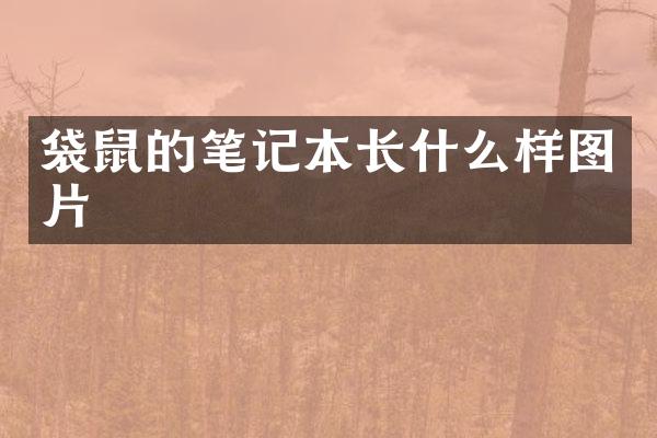 袋鼠的笔记本长什么样图片
