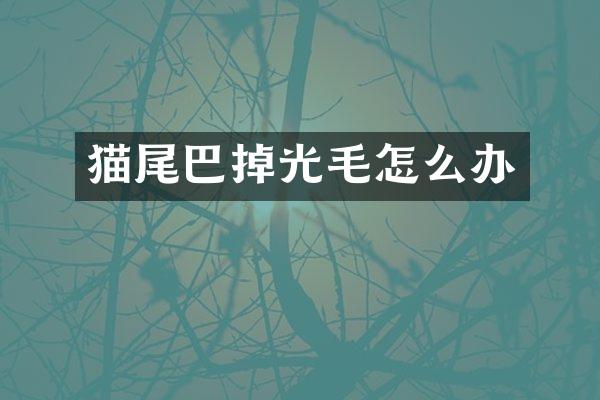 猫尾巴掉光毛怎么办