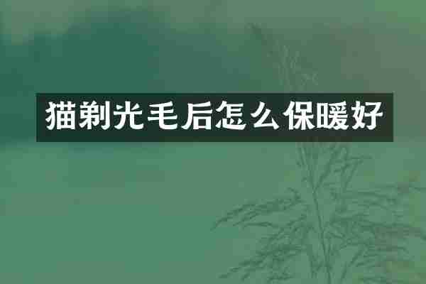 猫剃光毛后怎么保暖好