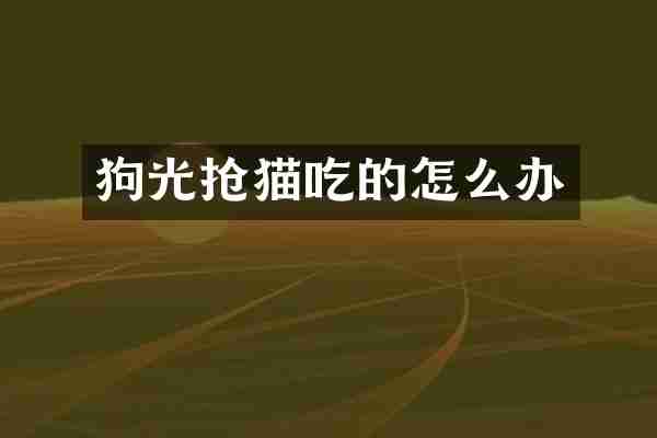 狗光抢猫吃的怎么办