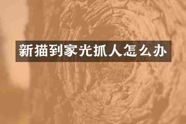 新猫到家光抓人怎么办