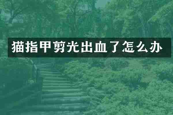 猫指甲剪光出血了怎么办