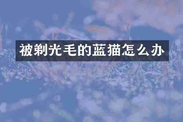 被剃光毛的蓝猫怎么办