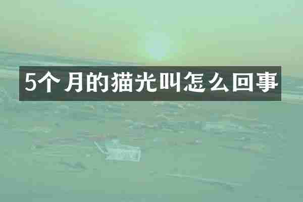 5个月的猫光叫怎么回事