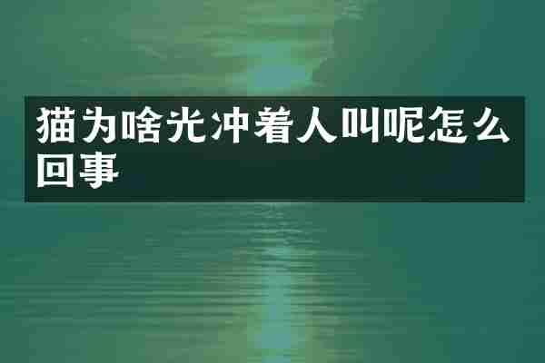 猫为啥光冲着人叫呢怎么回事