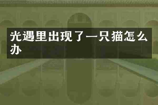 光遇里出现了一只猫怎么办
