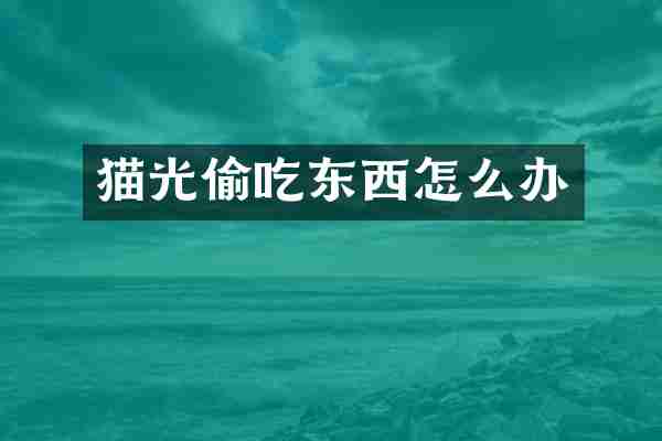 猫光偷吃东西怎么办