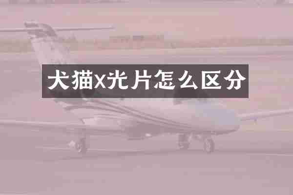 犬猫x光片怎么区分