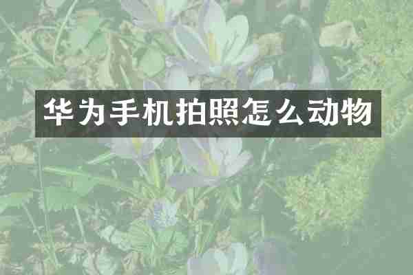 华为手机拍照怎么动物