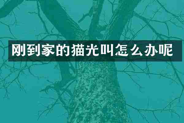 刚到家的猫光叫怎么办呢