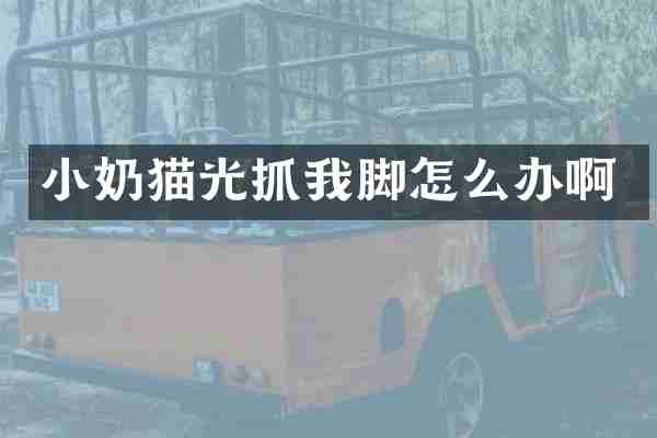 小奶猫光抓我脚怎么办啊