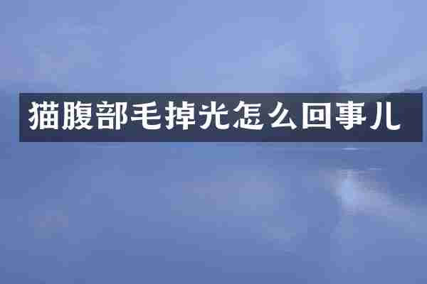猫腹部毛掉光怎么回事儿