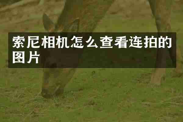 相机怎么查看连拍的图片