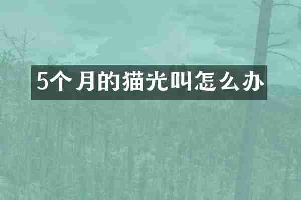 5个月的猫光叫怎么办