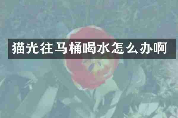 猫光往马桶喝水怎么办啊
