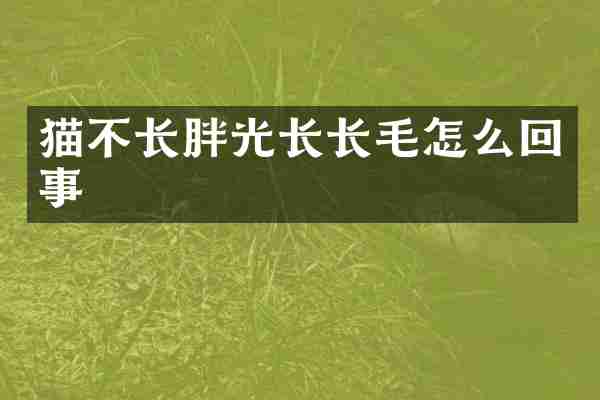 猫不长胖光长长毛怎么回事