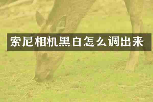 相机黑白怎么调出来