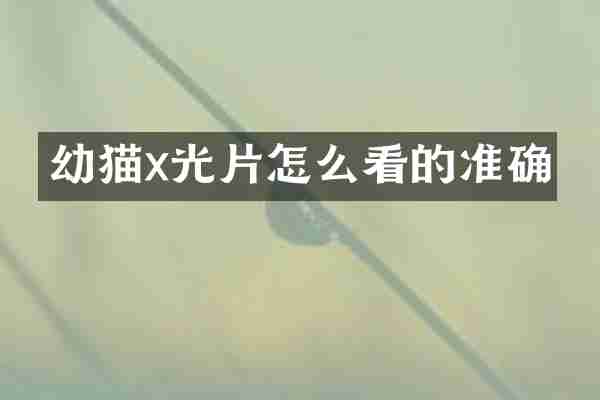 幼猫x光片怎么看的准确