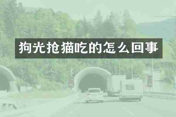 狗光抢猫吃的怎么回事