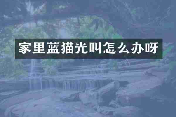 家里蓝猫光叫怎么办呀