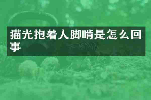 猫光抱着人脚啃是怎么回事