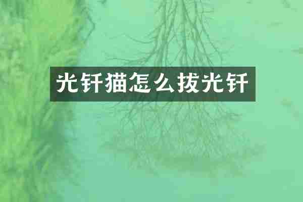 光钎猫怎么拔光钎