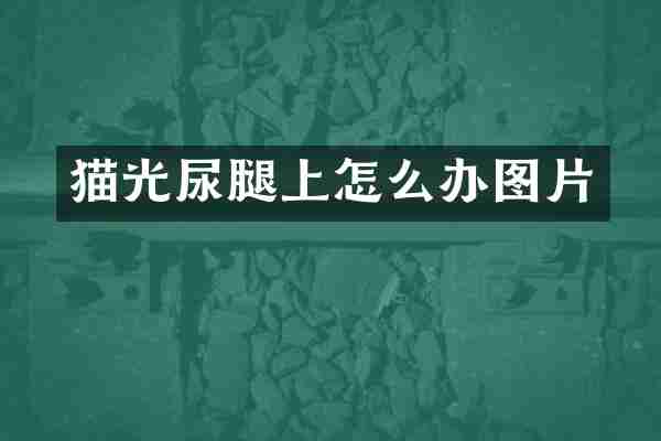 猫光尿腿上怎么办图片